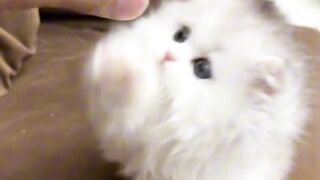 ‏@Ali:this sound goes so well with kitten videos and every time I hear it I think OOO KITTENS YAY!!!!!!