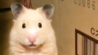 Hamster found
