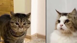 Kucing lucu banget ngomong kont....