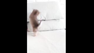 Cute cats  compilation ???? _ cute kitty ????_ cute pets  _ catlover..