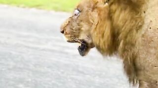 Lion beautiful