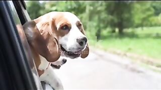 Cool dog????????