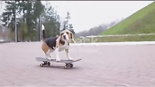 Cute prettiest dog????????????