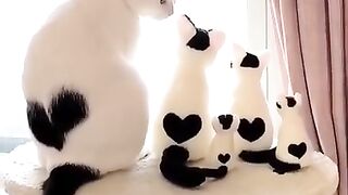 Cats best View