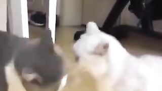 Funny cats