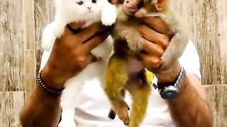 cat vs monkey