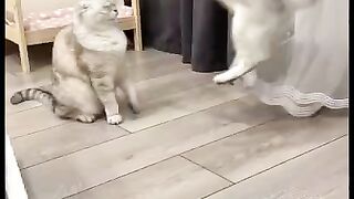 caty fun