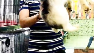woolcoat Siberian huskey