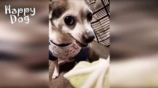 Funny animals ????#funnycats#funny dogs#cat#animals#