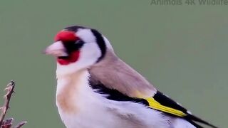 4K Birds & Bird Sounds _ Birds of the Sky _ Best Bird Sounds _ Bird Singing _ Bird Voices #shorts.