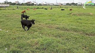 funny cows