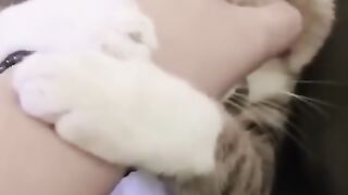 Cats.Dogs.funny