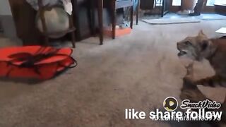 Funny cat