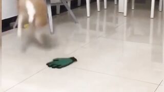 Funny cats