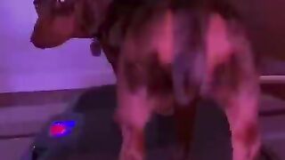 Ultimate Funniest Dogs and Cutest Puppies of TIKTOK Compilation