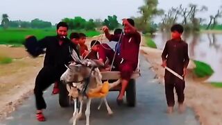 Funny donkey