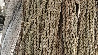 Palm tree climbing rope