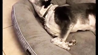 Ultimate Funny Dogs Compilation ????????