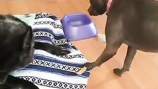 Funny Cats and Dogs Videos - Funny Animal  Compilation _2