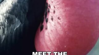 Frigate Bird Bizarre Mating Ritual