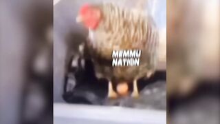 The best collection of memes 2022