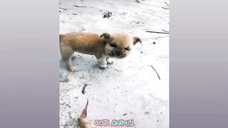 Funny Dog And Cat ------ Funniest Animals _11