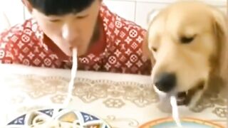 Funny videos trend animal