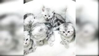 Baby Cats - Cute and Funny Cat Vidio  #21