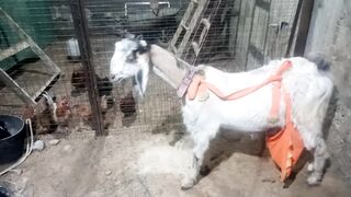 Funny goat