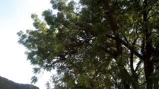 Natural Look of trees