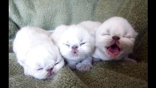 Cats videos-cat funny