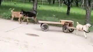 Animal funny