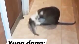 Cat play with a rat