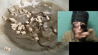 اغرب الاكلات العالميه