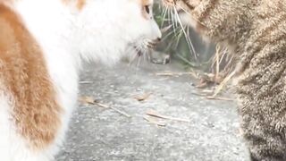 Lucu kucing gulat bertengkar