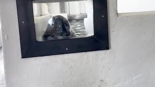 Guilty seal face is good marketing strategy ????