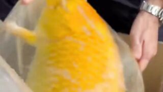 Delivering expensive koi fish to Shaq