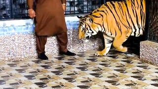 Kucing besar iih takut