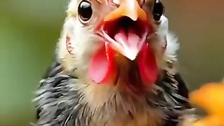 Animal sounds