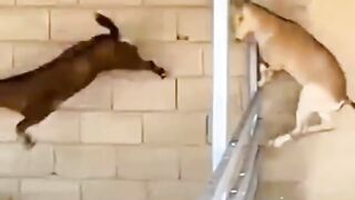 perfect jump