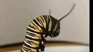 Metamorfosis  butterfly????