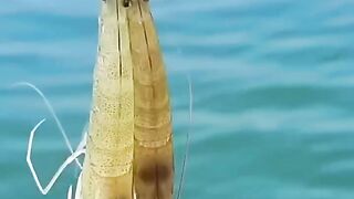 fishing mania 14