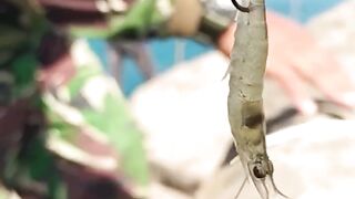 fishing mania 15