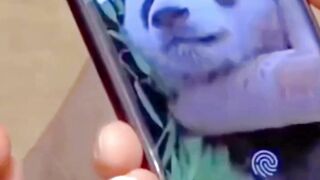 Panda play