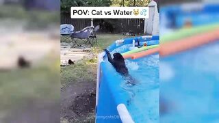 Cat vs water videos on tiktok