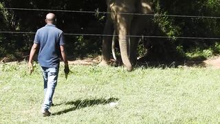 Wild Elephant Eating