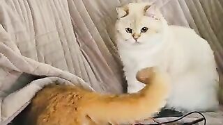 My cats are playing