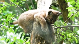 Dartmoor Zoo Lynx Kittens!.
