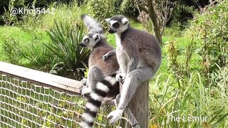 The Lemur - True facts.