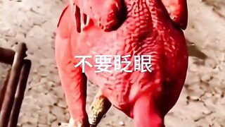 Chicken to bird